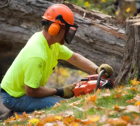 tree services White Island Shores